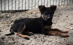 Duitse herder pups, Dieren en Toebehoren, Parvo, 8 tot 15 weken, Meerdere, Meerdere dieren
