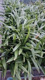 vaderdag actie! trachycarpus fortunei x princeps, Ophalen of Verzenden, Zomer, Overige soorten, Halfschaduw