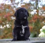 Friese Stabij x Golden Retriever pups uit goede bloedlijn, Dieren en Toebehoren, Honden | Setters en Staande honden, Nederland