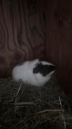Lief cavia zeugje, Cavia, Vrouwelijk, Tam, September