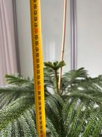 Gezonde Kamerden 155cm, Huis en Inrichting, Kamerplanten, Groene kamerplant, Ophalen, Overige soorten, Halfschaduw