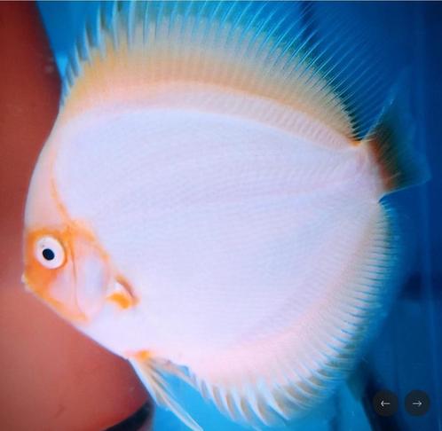 Discus White Butterfly 8 cm - Siner - Koidreams, Dieren en Toebehoren, Vissen | Aquariumvissen, Zoetwatervis, Vis
