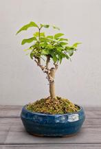 Liguster bonsai in keramiek schaaltje, Tuin en Terras, Planten | Bomen, Ophalen, Volle zon, Overige soorten, Minder dan 100 cm