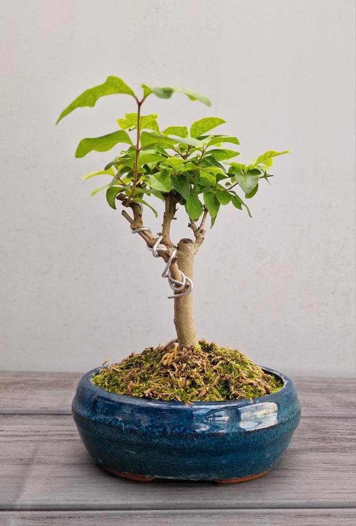 Liguster bonsai in keramiek schaaltje, Tuin en Terras, Planten | Bomen, Overige soorten, Minder dan 100 cm, Volle zon, Ophalen