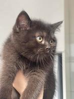 Schattige zwarte Britse korthaar kitten, Kater, Gechipt, 0 tot 2 jaar