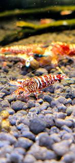 Exclusieve SNOWFALL garnalen aquarium Aanbieding  bezorging, Dieren en Toebehoren, Kreeft, Krab of Garnaal