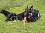 Duitse Herder pups, Dieren en Toebehoren, Honden | Herdershonden en Veedrijvers, 8 tot 15 weken, CDV (hondenziekte), Meerdere