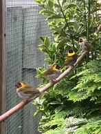 Cubavinken, Dieren en Toebehoren, Meerdere dieren, Tropenvogel