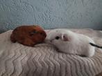 2 mooie cavia beren, Cavia, Mannelijk, Januari, Tam