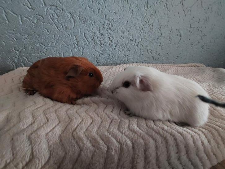 2 mooie cavia beren, Dieren en Toebehoren, Knaagdieren, Mannelijk, Cavia, Januari, Tam