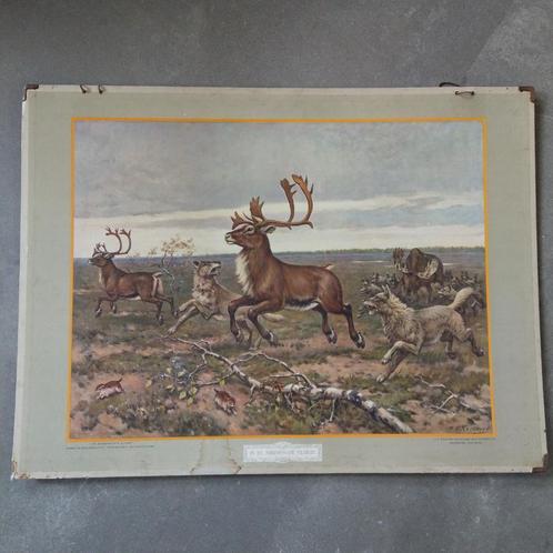 Schoolplaat In de Siberische vlakte - Koekkoek - 1934, Antiek en Kunst, Antiek | Schoolplaten, Natuur en Biologie, Ophalen of Verzenden