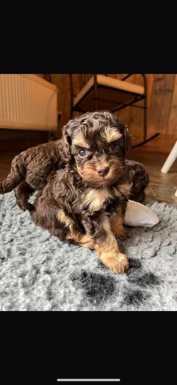 Maltipoo pups 🐶 verschillende kleuren ook choco! beschikbaar voor biedingen