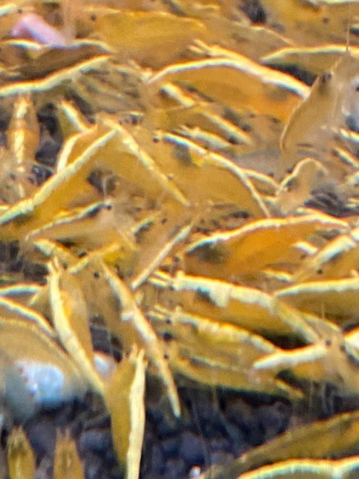 Yellow neon fire backline garnalen, Neocaridina, Dieren en Toebehoren, Vissen | Aquariumvissen, Kreeft, Krab of Garnaal