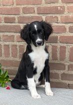 Hele mooie BORDER COLLIE x FRIESE STABIJ - teefje, Dieren en Toebehoren, Honden | Niet-rashonden, Nederland, CDV (hondenziekte)