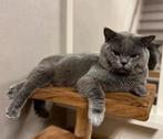 Britse Korthaar kat te koop!, Kater