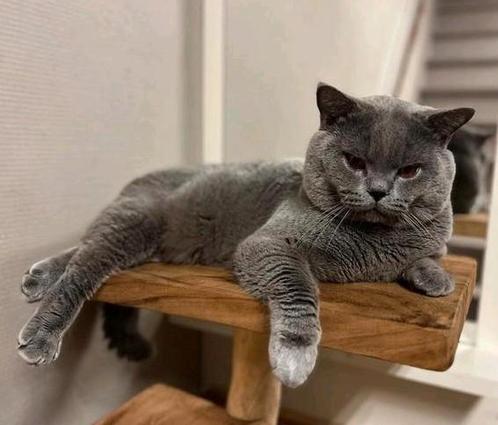 Britse Korthaar kat te koop!, Dieren en Toebehoren, Katten en Kittens | Raskatten | Korthaar, Kater