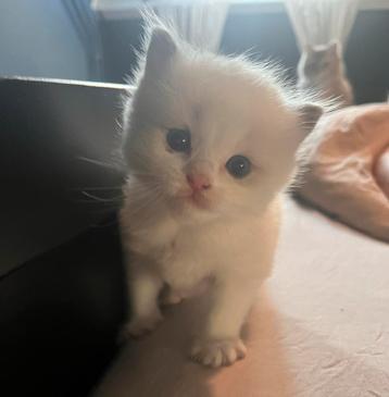 Ragdoll blue bi color katertje met stamboom beschikbaar voor biedingen
