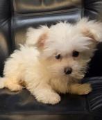 Te koop leuke maltezer reu pup, Dieren en Toebehoren, Parvo, Maltezer, Nederland, Reu