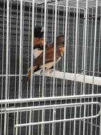 Bruinborst rietvink koppel, Dieren en Toebehoren, Vogels | Overige Vogels, Meerdere dieren, Tropenvogel, Geringd