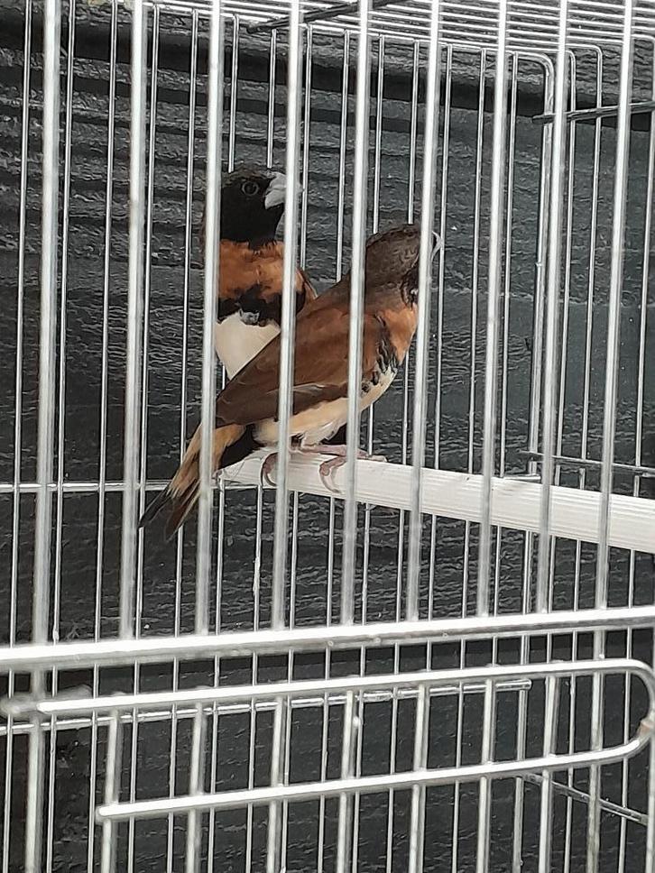 Bruinborst rietvink koppel, Dieren en Toebehoren, Vogels | Overige Vogels, Tropenvogel, Meerdere dieren, Geringd