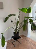 Kamerplant strelitzia te koop!, Huis en Inrichting, Kamerplanten, Ophalen, Halfschaduw, Minder dan 100 cm