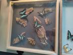 lijst met vlinders., Antiek en Kunst, Ophalen of Verzenden