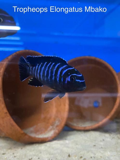Tropheops mbako, Dieren en Toebehoren, Vissen | Aquariumvissen, Vis