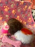 Shihpoo pups choco/mokka libergen hypoallt nog 1 over!!, Poedel, CDV (hondenziekte), 8 tot 15 weken, Teef