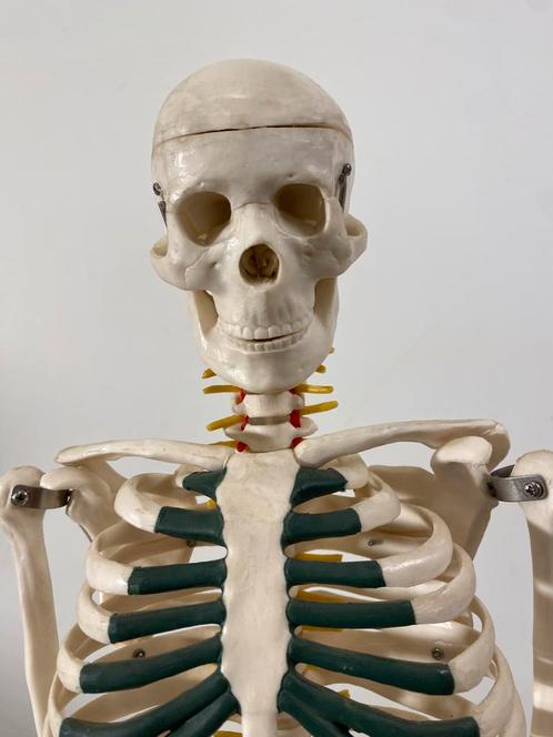 Anatomisch skelet, Verzamelen, Overige Verzamelen, Zo goed als nieuw, Ophalen of Verzenden