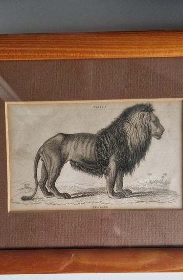 Felis Leo [De Leeuw] plate 1 beschikbaar voor biedingen