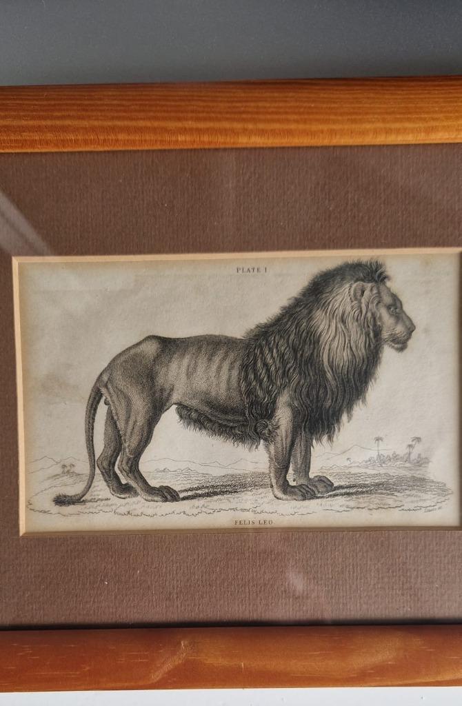 Felis Leo [De Leeuw] plate 1, Antiek en Kunst, Kunst | Schilderijen | Klassiek, Ophalen