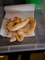 Koppel boa’s, Dieren en Toebehoren, Slang, 0 tot 2 jaar