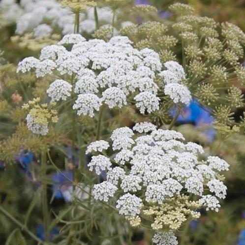 Zaden Groot Akkerscherm/Witte Kantbloem - Ammi Majus, Tuin en Terras, Bloembollen en Zaden, Zaad, Voorjaar, Volle zon, Verzenden