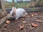 Twee mooie jonge konijntjes te koop!, Dieren en Toebehoren, Vrouwelijk, Dwerg, 0 tot 2 jaar