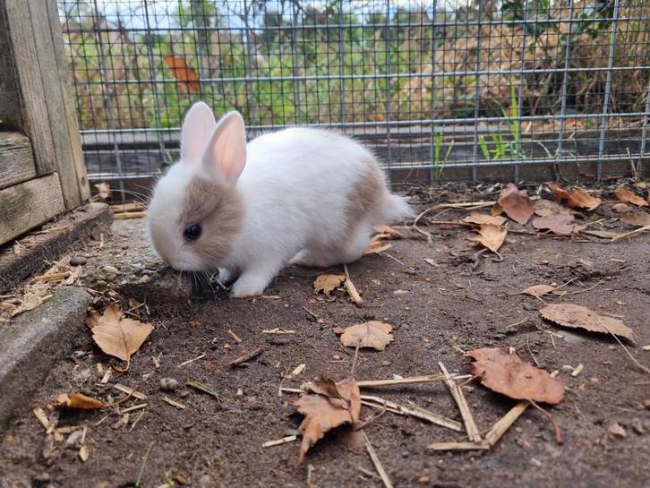Twee mooie jonge konijntjes te koop!, Dieren en Toebehoren, Konijnen, Dwerg, Vrouwelijk, 0 tot 2 jaar