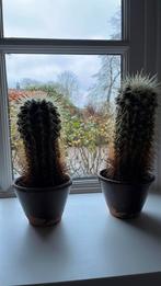 Cactussen, Ophalen, Cactus, Halfschaduw, Minder dan 100 cm