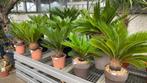 Cycas, Tuin en Terras, Planten | Tuinplanten, Winter, Ophalen