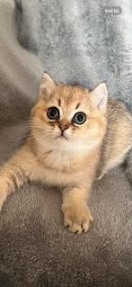 Britse korthaar kittens met stamboom Golden en Silver Shaded, Dieren en Toebehoren, Katten en Kittens | Raskatten | Korthaar, Kater