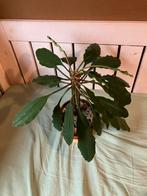 Mooie planten, Huis en Inrichting, Kamerplanten, Ophalen of Verzenden, Overige soorten, Halfschaduw, Minder dan 100 cm