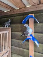 Hoogvliegers rollers duiven sierduiven, Dieren en Toebehoren, Vogels | Duiven, Meerdere dieren, Tuimelaar of Roller