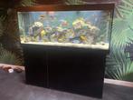 Juwel Aquarium Rio 450 LED met Mbuna cichliden, Dieren en Toebehoren, Vissen | Aquaria en Toebehoren, Ophalen, Gebruikt, Gevuld zoetwateraquarium