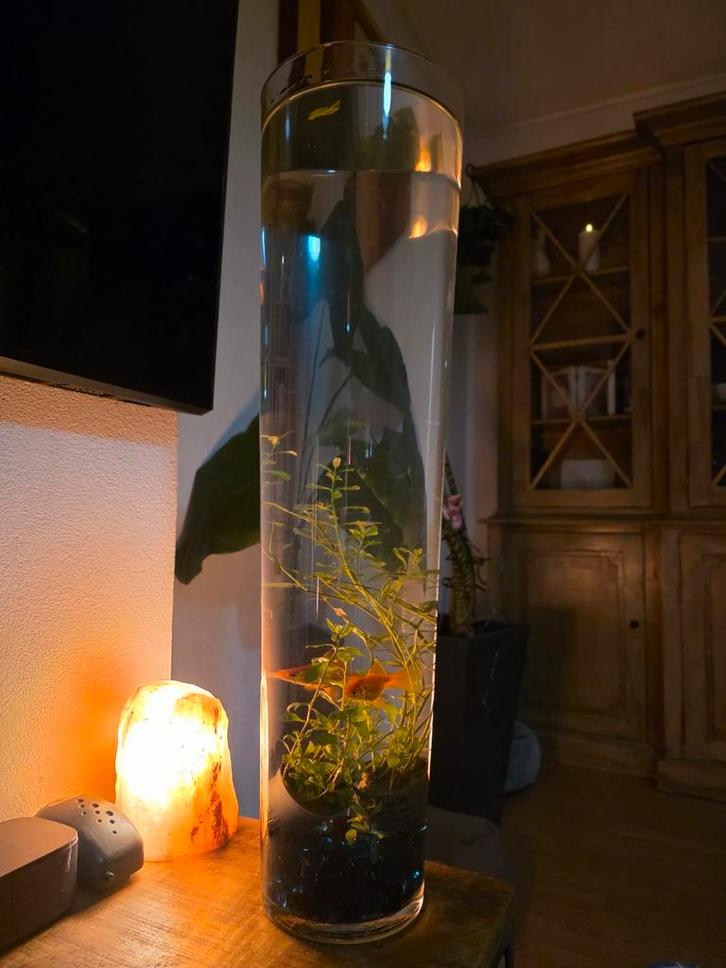2 prachtige sluierstaart goudvissen in hoge glazen vaas, Dieren en Toebehoren, Vissen | Aquariumvissen, Vis