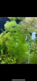 Limnophila Aquatica, Dieren en Toebehoren, Vissen | Aquaria en Toebehoren, Ophalen of Verzenden, Zo goed als nieuw, Plant(en), Steen of Hout