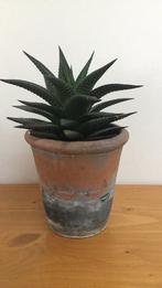 Haworthia succulent in terracotta pot, Vetplant, In pot, Minder dan 100 cm, Groene kamerplant