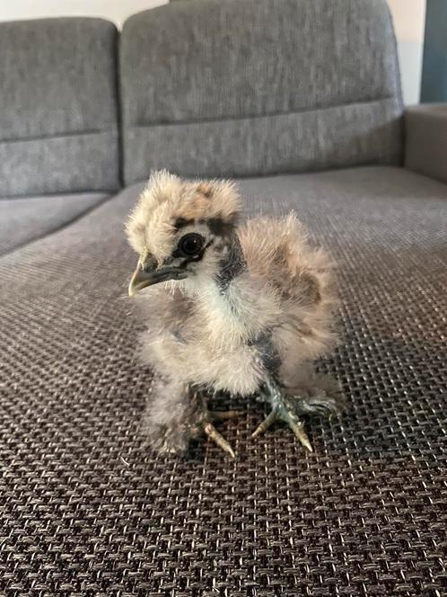 USA zijdehoen kuikens, Dieren en Toebehoren, Pluimvee, Kip, Geslacht onbekend