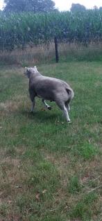 Texelaar ram te koop, Dieren en Toebehoren, Schapen, Geiten en Varkens, Mannelijk, Schaap