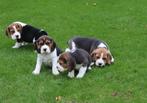 Prachtige beagle pups mogen het nest verlaten, Dieren en Toebehoren, Honden | Beagles, Bassets en Lopende honden, CDV (hondenziekte)
