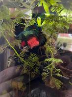 Betta man 1,5 jaar oud, Dieren en Toebehoren, Vissen | Aquariumvissen, Vis