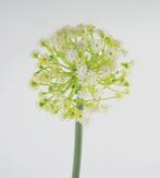 ALLIUM - KUNST - ROZE & WIT, Ophalen of Verzenden, Nieuw