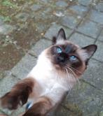 Ragdoll dekkater, Dieren en Toebehoren, Katten en Kittens | Raskatten | Langhaar, Kater